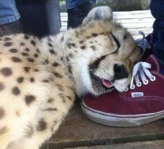 Telegram sticker 💤 @ranufl ♡͙ꦿ┈━┈━┈  ⁽🐾⁾˟◦۪۪̥:: @fStikBot11¹