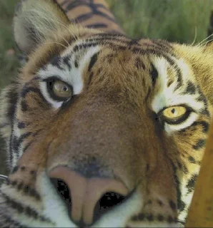 Sticker 🐯 @ranufl ♡͙ꦿ┈━┈━┈  ⁽🐾⁾˟◦۪۪̥:: @fStikBot11¹