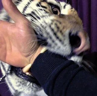 Telegram sticker 🦷 @ranufl ♡͙ꦿ┈━┈━┈  ⁽🐾⁾˟◦۪۪̥:: @fStikBot11¹