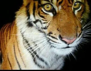 Telegram sticker 🐅 @ranufl ♡͙ꦿ┈━┈━┈  ⁽🐾⁾˟◦۪۪̥:: @fStikBot11¹