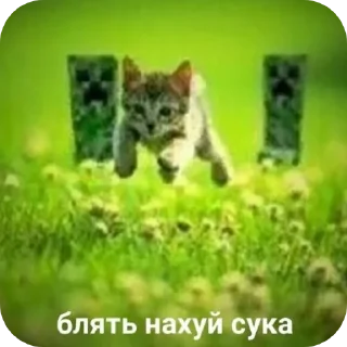 Telegram sticker 🐱 Больше стиков тут: @stikery4
