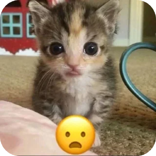 Video sticker 🙀 Больше стиков тут: @stikery4