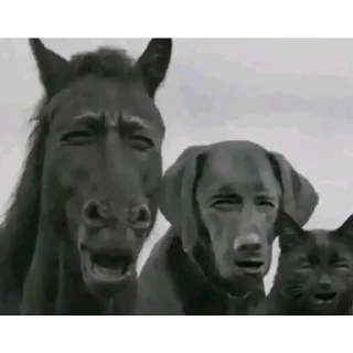 Video sticker 🎍 🤗 @digianti10bot