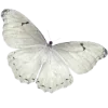 Sticker 🦋 @aestheticaemoji