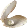 Sticker 🐚 @aestheticaemoji