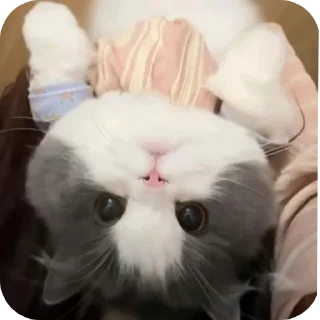 Video sticker 🐶 Kawaii