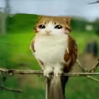 Video sticker 🦉 meowl
