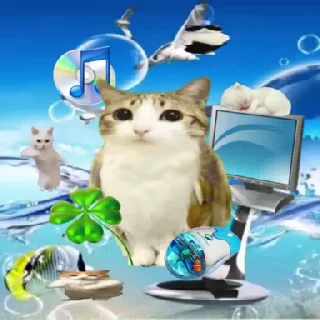Video sticker 🦉 meowl