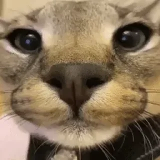 Sticker 😾 Dei