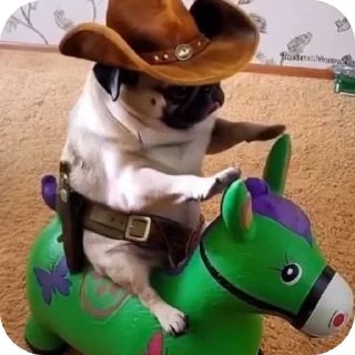 Telegram sticker 🐶 Мопсеке