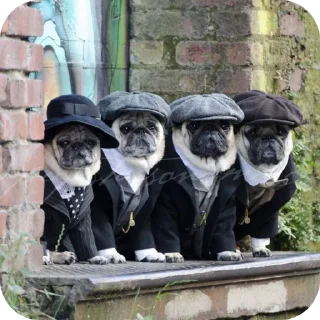 Video sticker ⛑ Мопсеке