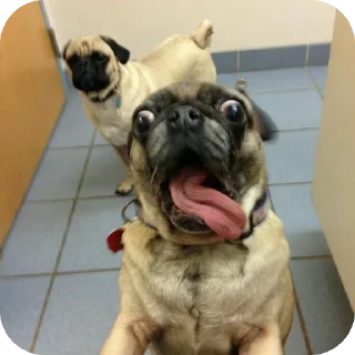 Telegram sticker 🐶 Мопсеке