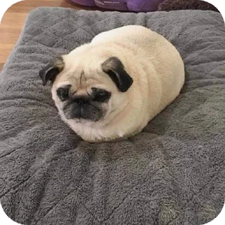 Video sticker 🐶 Мопсеке