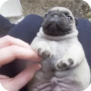 Sticker 🐶 Мопсеке