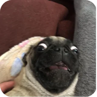 Telegram sticker 🐶 Мопсеке