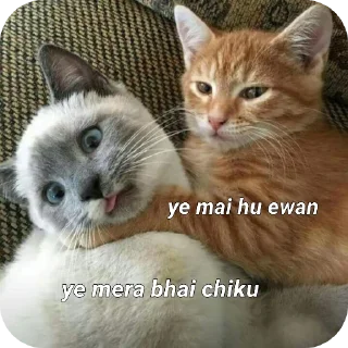 Telegram sticker 🐱 Backcho**di