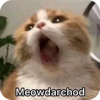 Video sticker 🐶 Backcho**di