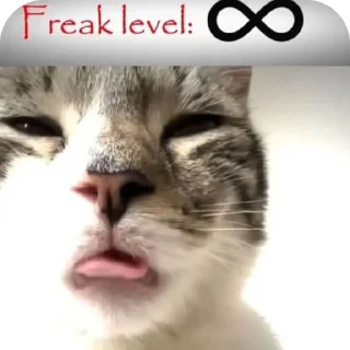 Telegram sticker 🐱 whoopitypoop :: @fStikBot