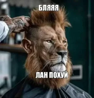 Telegram sticker 🦁 Больше стиков тут: @stikery4