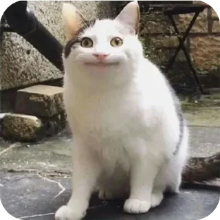 Video sticker 😐 Bad cats @stickersb2b