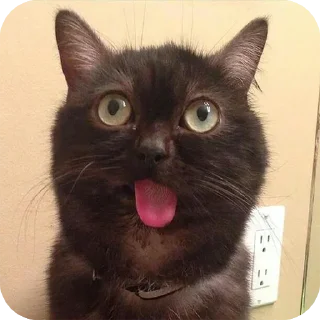 Video sticker ☹️ Bad cats @stickersb2b