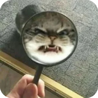 Telegram sticker 😒 Bad cats @stickersb2b