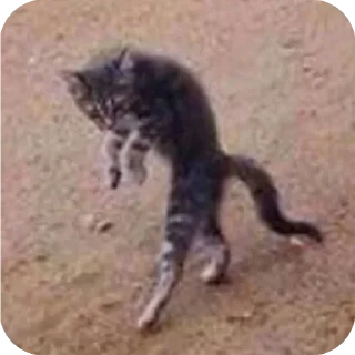 Telegram sticker 😒 Bad cats @stickersb2b