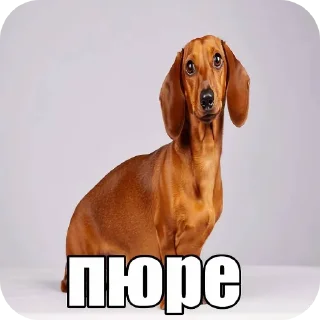 Video sticker 🐶 к оч ень крутые стикеры @markaked