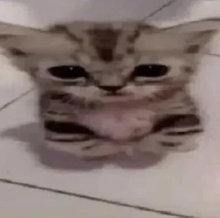 Video sticker 🥺 Favs :: @fStikBot