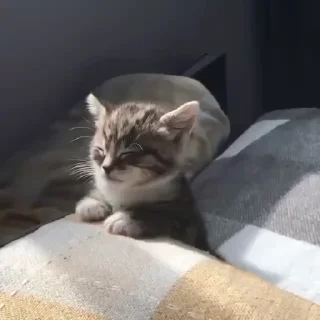 Video sticker 🤩 CRIADOR: @OverBan07 ☑️