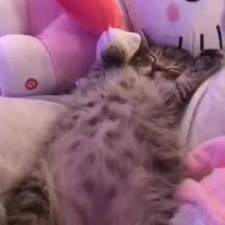 Video sticker 💗 CRIADOR: @OverBan07 ☑️