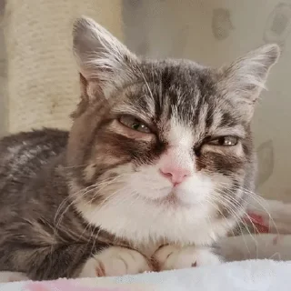 Telegram sticker 😀 винки