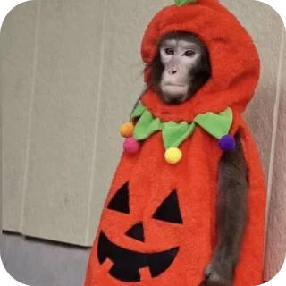 Telegram stiker 🐒 Больше стиков тут: @stikery4