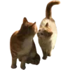Video sticker 🐈 @d1trez :: @fStikBot