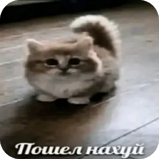 Telegram sticker 👍 Стики