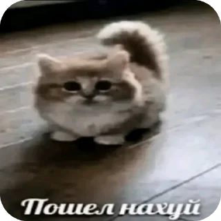 Video sticker 😀 Стики