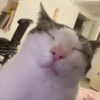 Video sticker 🤣 Мемы @packmimi🇺🇿