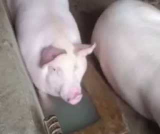 Video sticker 🐷 ♡хрюшки♡ :: @fStikBot