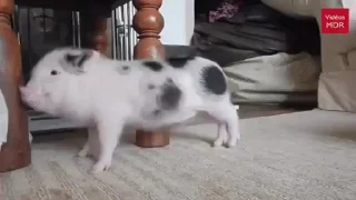 Video sticker 🐷 ♡хрюшки♡ :: @fStikBot