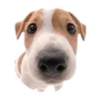 Video sticker 🐶 Телочку на веранде оес