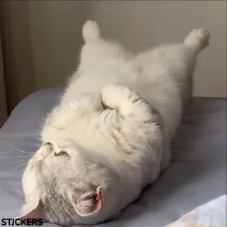Video sticker 🥹 @stjckers شماره مجازی ارزان👉🏼 @Majazinoo_accbot