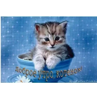 Telegram sticker 🐱 Больше стиков тут: @stikery4