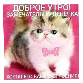 Telegram sticker 🐱 Больше стиков тут: @stikery4