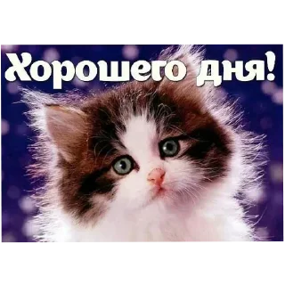 Video sticker 🐱 Больше стиков тут: @stikery4