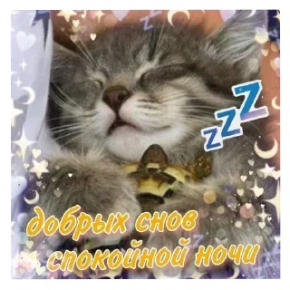 Video sticker 🐱 Больше стиков тут: @stikery4