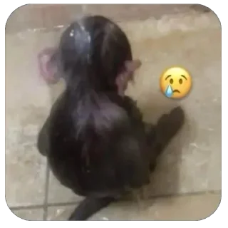 Video sticker 😢 Больше стиков тут: @stikery4