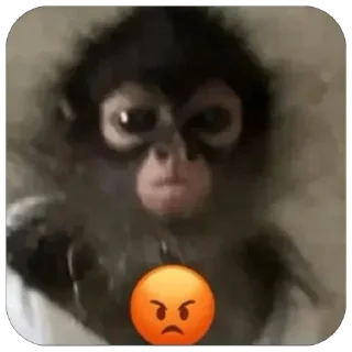 Video sticker 😡 Больше стиков тут: @stikery4