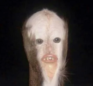 Telegram sticker 🦍 mood