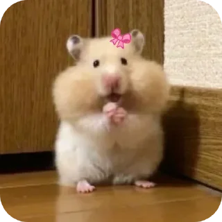 Telegram sticker 🌟 Hamie🎀@shondari🪼 @gobhie🥹