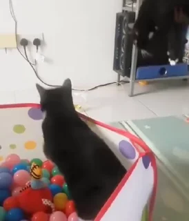 Video sticker ⚡️ @RetlizadRex's Pack 1 (Video)